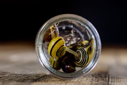 Colorful snails big and small in a glass jar. Wooden table, black background