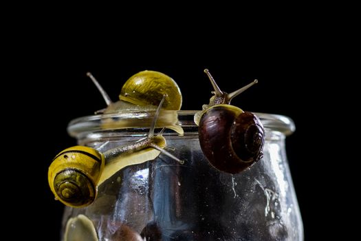 Colorful snails big and small in a glass jar. Wooden table, black background