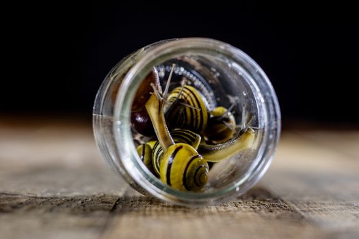 Colorful snails big and small in a glass jar. Wooden table, black background