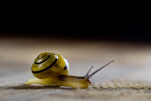 Colorful large and small snails crawl on a wooden table. Black background, wooden table