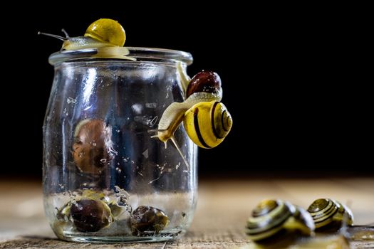 Colorful snails big and small in a glass jar. Wooden table, black background