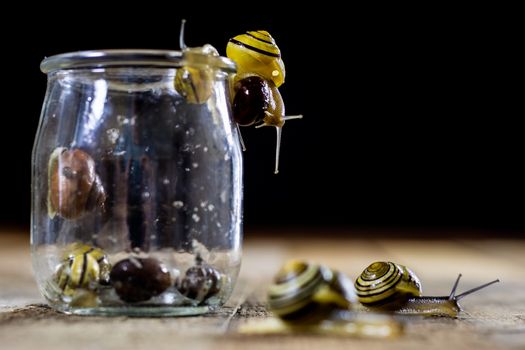 Colorful snails big and small in a glass jar. Wooden table, black background