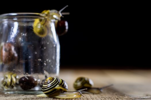 Colorful snails big and small in a glass jar. Wooden table, black background