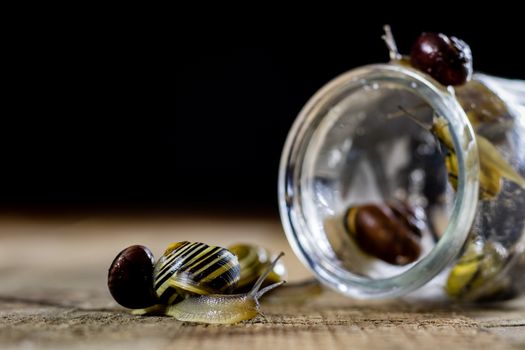 Colorful snails big and small in a glass jar. Wooden table, black background