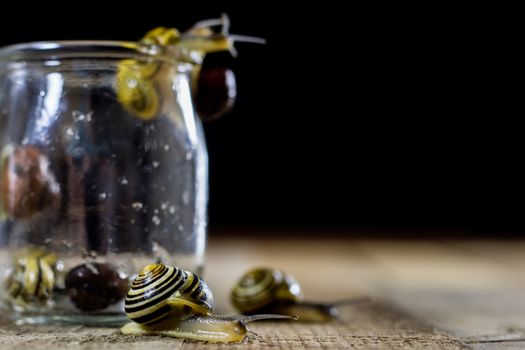 Colorful snails big and small in a glass jar. Wooden table, black background