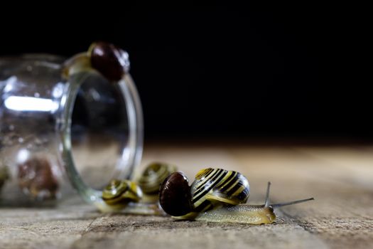 Colorful snails big and small in a glass jar. Wooden table, black background