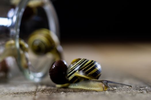 Colorful snails big and small in a glass jar. Wooden table, black background