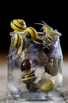 Colorful snails big and small in a glass jar. Wooden table, black background