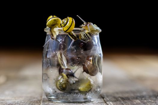 Colorful snails big and small in a glass jar. Wooden table, black background