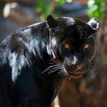 Black Jaguar