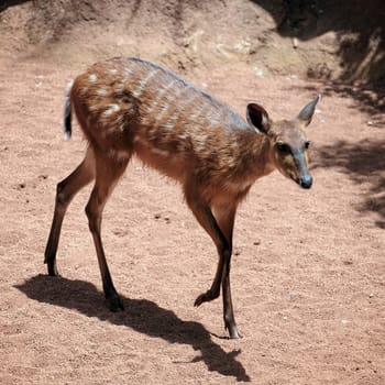 Sitatunga Antelope at the Bioparc in Fuengirola