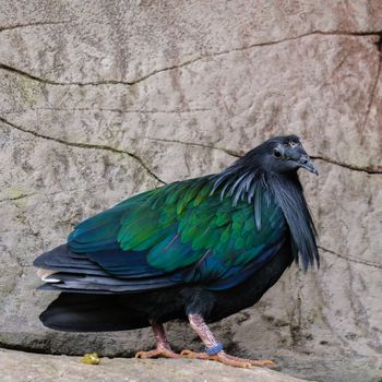 FUENGIROLA, ANDALUCIA/SPAIN - JULY 4 : Unidentified Flightless Bird at the Bioparc Fuengirola Costa del Sol Spain on July 4, 2017