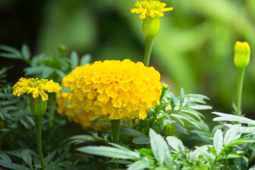 The background image of the colorful flowers, background nature