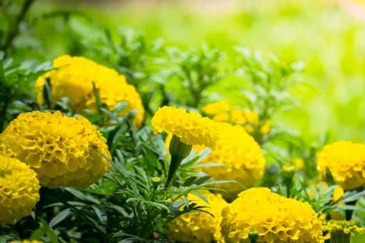 The background image of the colorful flowers, background nature