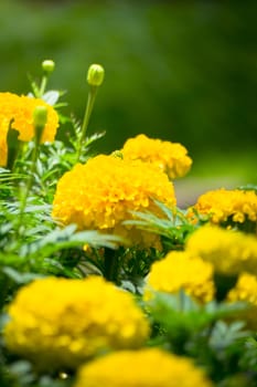 The background image of the colorful flowers, background nature