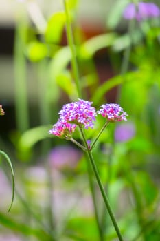 The background image of the colorful flowers, background nature