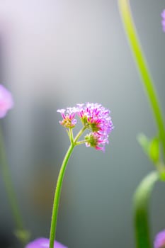 The background image of the colorful flowers, background nature