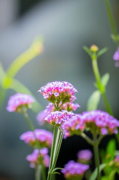 The background image of the colorful flowers, background nature