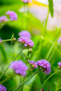 The background image of the colorful flowers, background nature