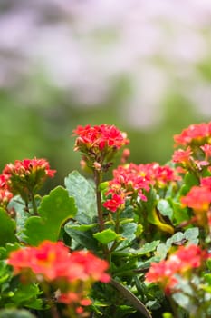 The background image of the colorful flowers, background nature