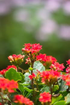 The background image of the colorful flowers, background nature