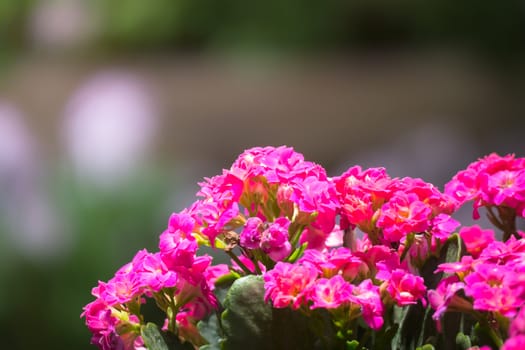 The background image of the colorful flowers, background nature