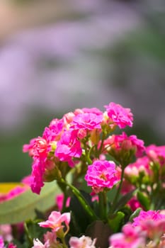 The background image of the colorful flowers, background nature