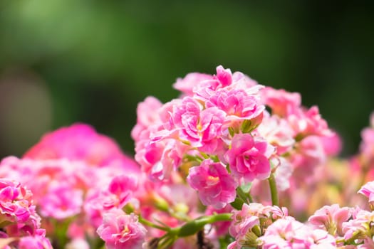 The background image of the colorful flowers, background nature