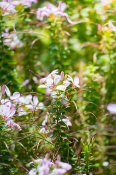 The background image of the colorful flowers, background nature