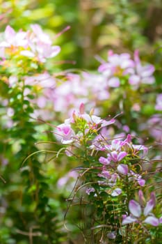 The background image of the colorful flowers, background nature