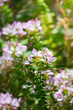 The background image of the colorful flowers, background nature