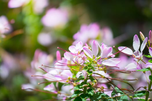 The background image of the colorful flowers, background nature