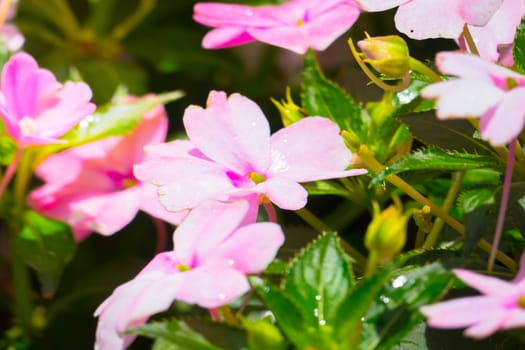 The background image of the colorful flowers, background nature