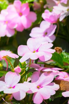 The background image of the colorful flowers, background nature