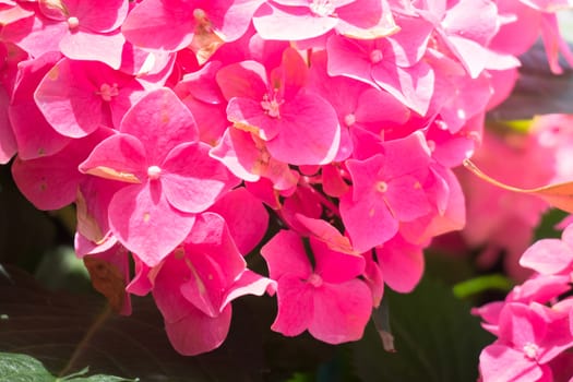 The background image of the colorful flowers, background nature