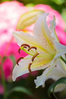 The background image of the colorful flowers, background nature