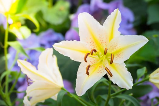 The background image of the colorful flowers, background nature