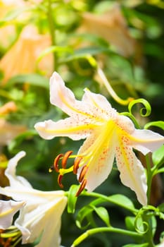 The background image of the colorful flowers, background nature