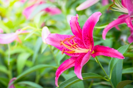 The background image of the colorful flowers, background nature