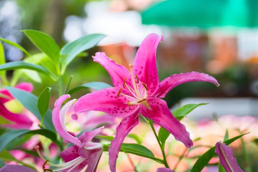 The background image of the colorful flowers, background nature