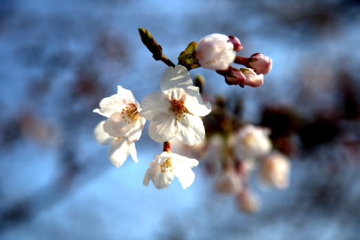 White cherry blossoms bloom in the spring in Japan.  Springtime in Japan is all about viewing the sakura blossoms.