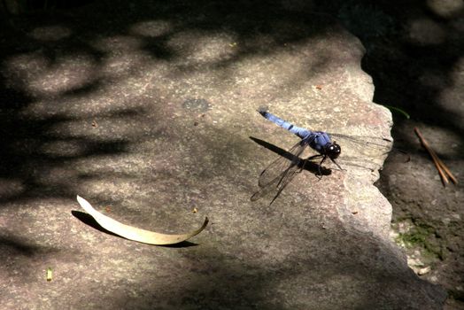 A blue dragonfly rests on a rock in a Japanese garden.
