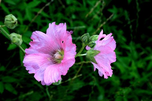 Wild Pink Hollycock flowers in bloom in Yokohama, Japan