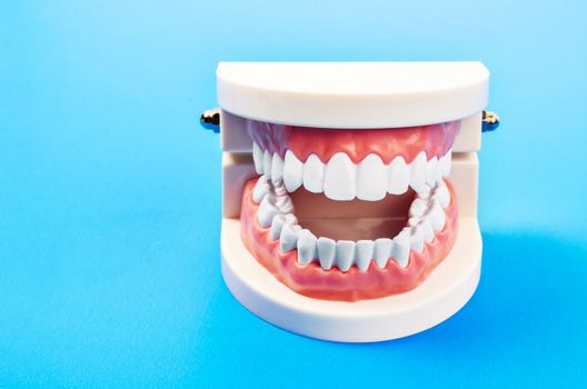 Plastic dental teeth model of a full set of human teeth