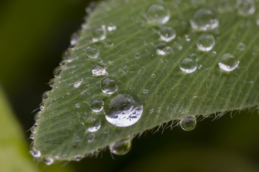 Exciting macro of dew drops on green leaf