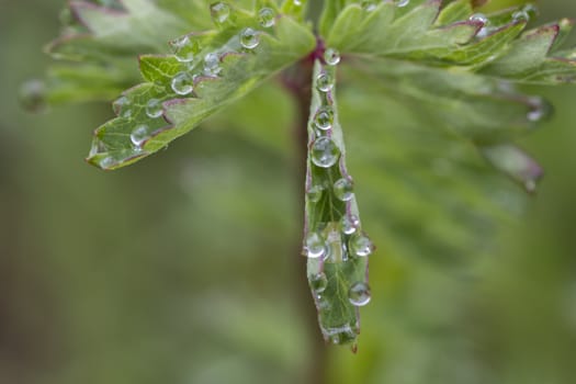 Exciting macro of dew drops on green flower