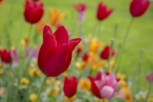 Beautiful view of red tulips in the garden, Blurred background