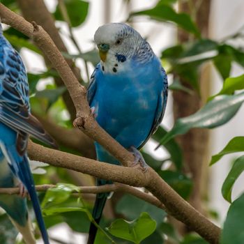 Small white and blue parrot in a garden