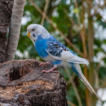 Small white and blue parrot in a garden