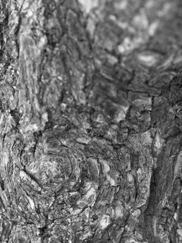 BLACK AND WHITE PHOTO OF CLOSE-UP OF LIVING TREE BARK